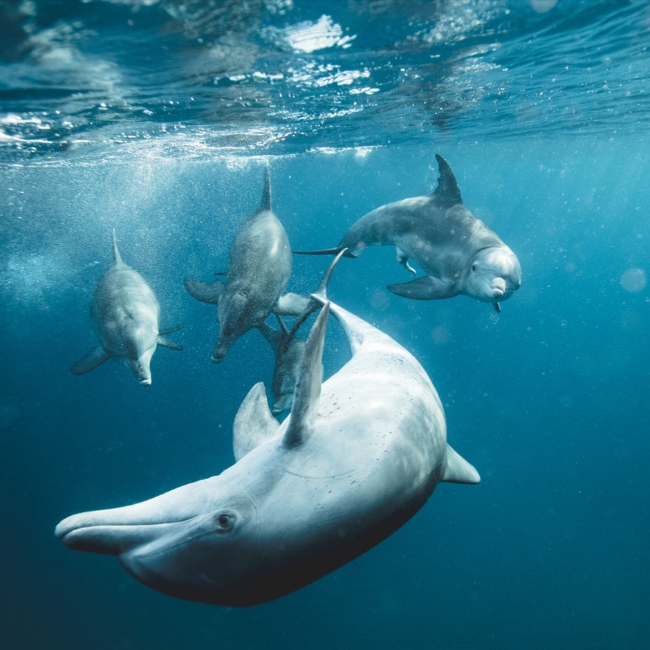 Tour alla ricerca dei delfini